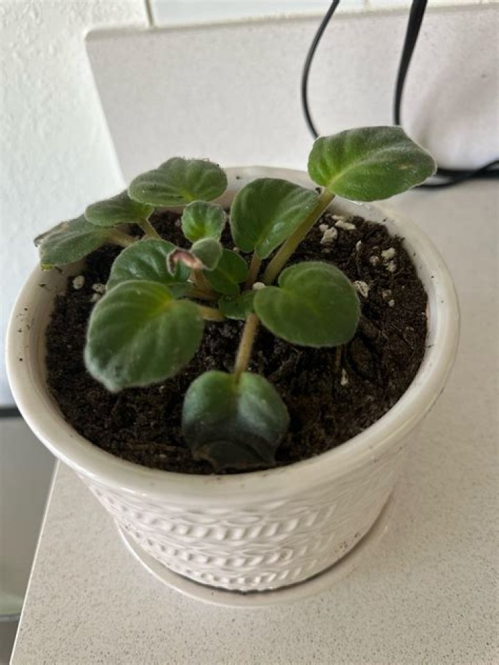 Will cinnamon hurt house plants?