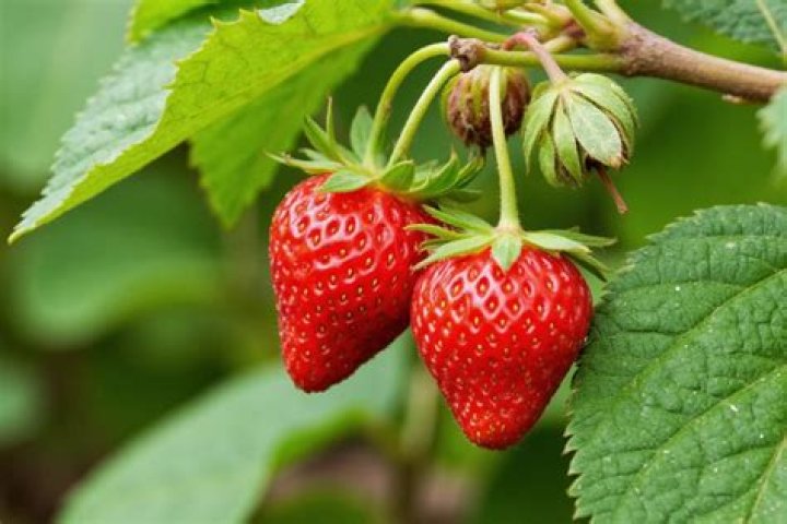 Will deer eat strawberry plants?