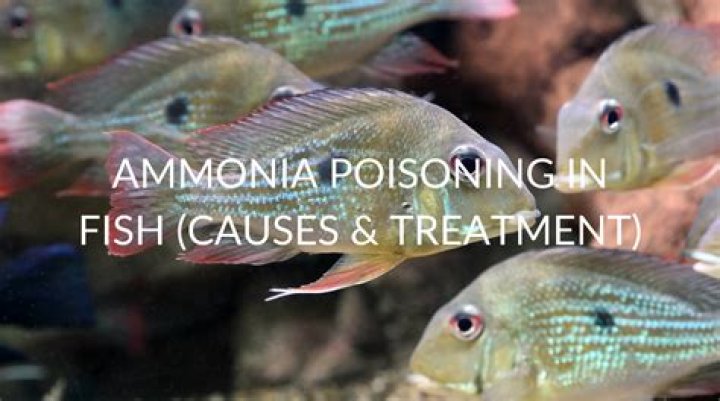 Will fish recover from ammonia poisoning?