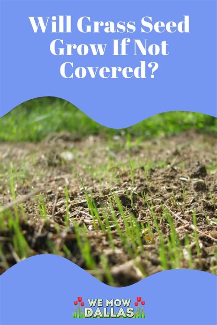 Will grass seed grow if not covered?