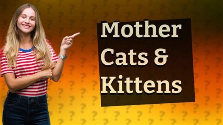 Will mother cats reject their kittens if humans touch them?
