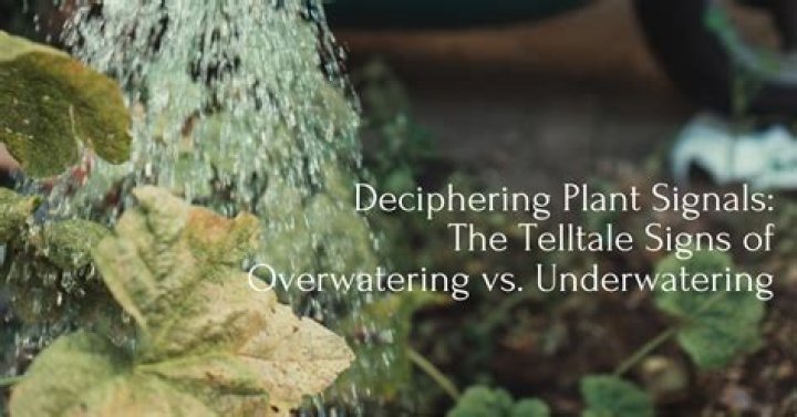 Will plants recover from overwatering?