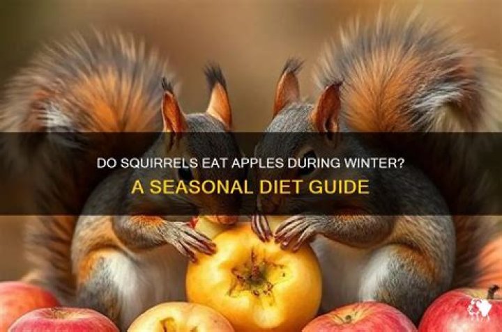 Will squirrels eat apples?