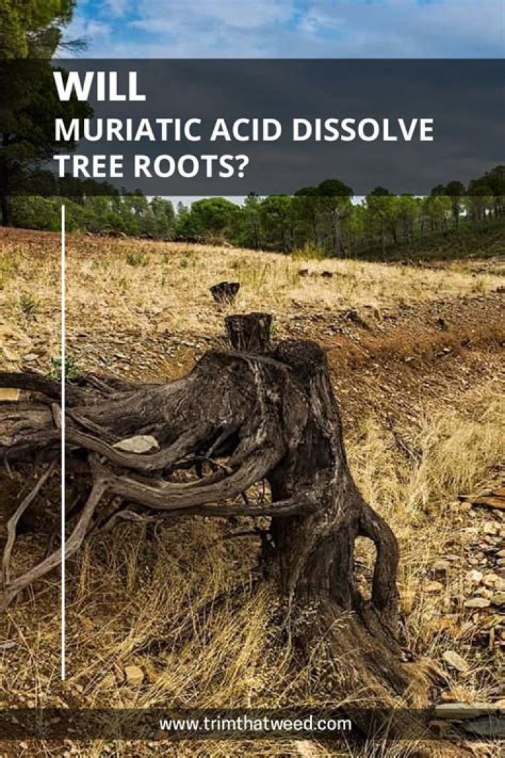 Will sulfuric acid dissolve roots?