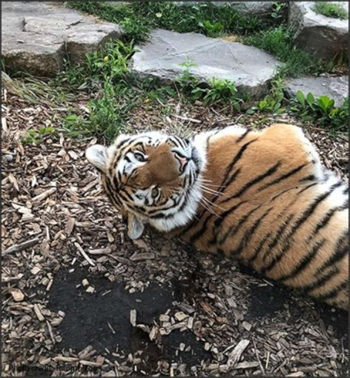 Would a tiger hurt a cat?