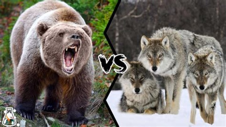 Would a wolf beat a bear?