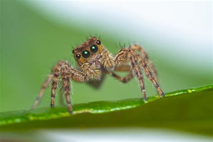 Would spiders eat us if they could?